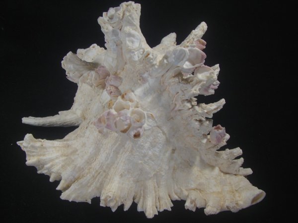 画像2: テングガイ(Chicoreus ramosus) 約2,485ｇ　310ｍｍ　超特大　特老成 (2)