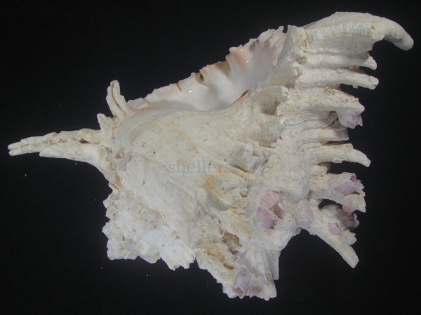 画像3: テングガイ(Chicoreus ramosus) 約2,485ｇ　310ｍｍ　超特大　特老成 (3)