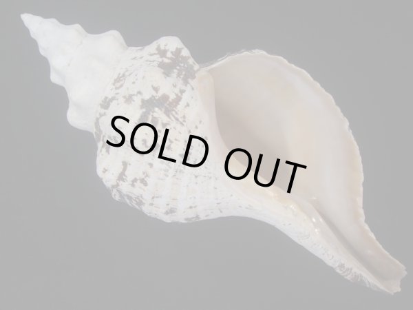 画像1: ダイオウイトマキボラ(Triplofusus giganteus) (1)