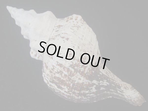 画像2: ダイオウイトマキボラ(Triplofusus giganteus) (2)