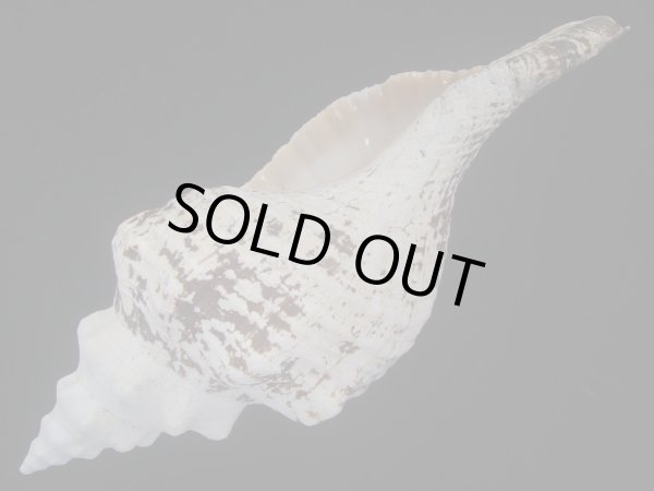 画像3: ダイオウイトマキボラ(Triplofusus giganteus) (3)