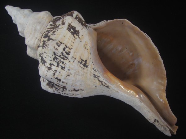 画像1: ダイオウイトマキボラ(Triplofusus giganteus) 約1,610ｇ　370ｍｍ　大　老成 (1)