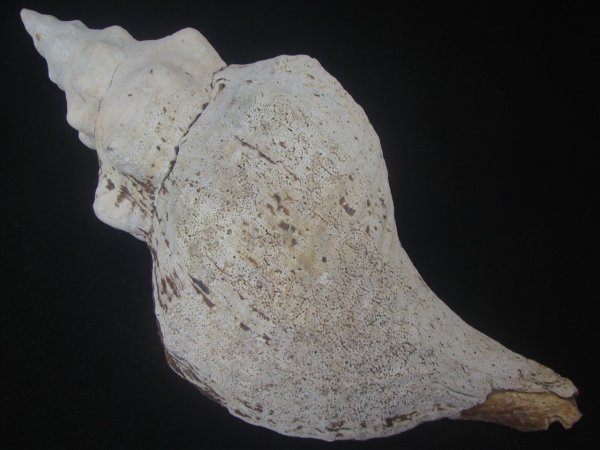 画像2: ダイオウイトマキボラ(Triplofusus giganteus) 約1,610ｇ　370ｍｍ　大　老成 (2)