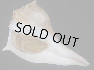 大型標本 - Kaiショップ