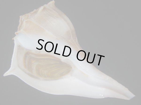 画像1: サカマキボラ(Sinistrofulgur sinistrum) 250ｍｍ　大　濃色 (1)