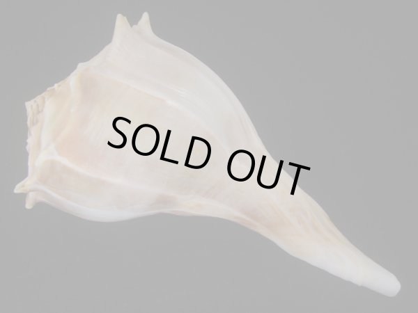 画像2: サカマキボラ(Sinistrofulgur sinistrum) 250ｍｍ　大　濃色 (2)