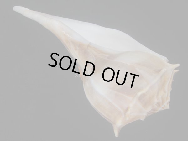 画像3: サカマキボラ(Sinistrofulgur sinistrum) 250ｍｍ　大　濃色 (3)