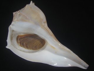 大型標本 - Kaiショップ