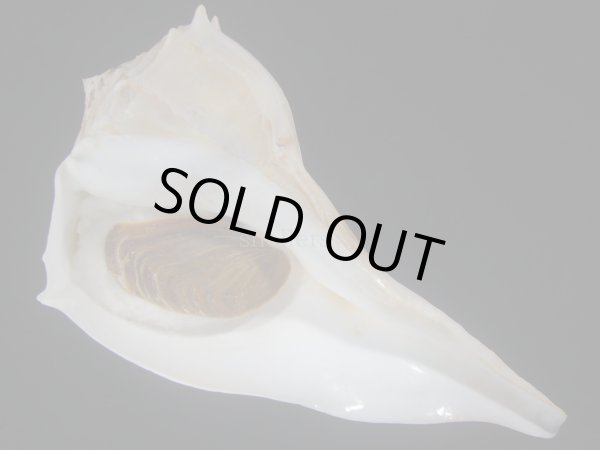 画像1: サカマキボラ(Sinistrofulgur sinistrum) 300ｍｍ　特大　 (1)