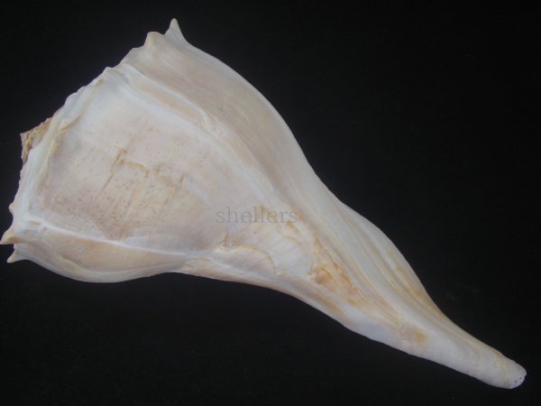 画像2: サカマキボラ(Sinistrofulgur sinistrum) 300ｍｍ　特大　 (2)