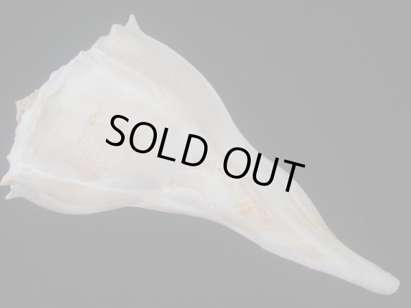 画像2: サカマキボラ(Sinistrofulgur sinistrum) 300ｍｍ　特大　 (2)