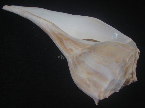 画像3: サカマキボラ(Sinistrofulgur sinistrum) 300ｍｍ　特大　 (3)