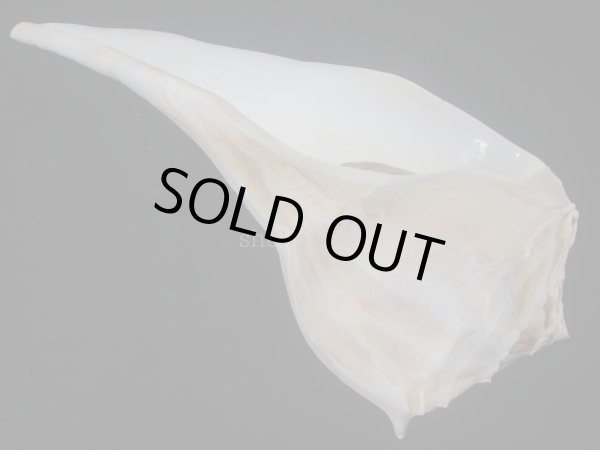 画像3: サカマキボラ(Sinistrofulgur sinistrum) 300ｍｍ　特大　 (3)