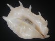 画像1: ラクダガイ(Lambis truncata sebae) 約1,275ｇ　280ｍｍ　特老成 (1)