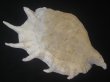 画像2: ラクダガイ(Lambis truncata sebae) 約1,275ｇ　280ｍｍ　特老成 (2)