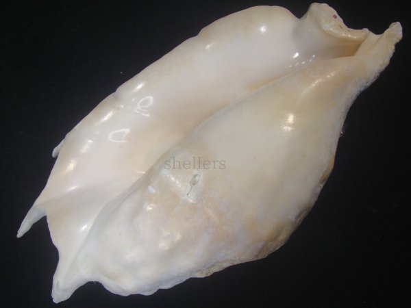 画像3: ラクダガイ(Lambis truncata sebae) 約1,275ｇ　280ｍｍ　特老成 (3)