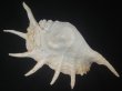 画像2: アフリカラクダガイ(Lambis truncata truncata) 約1,125ｇ　370ｍｍ　特大　老成　特美品 (2)