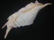 画像3: アフリカラクダガイ(Lambis truncata truncata) 約1,125ｇ　370ｍｍ　特大　老成　特美品 (3)