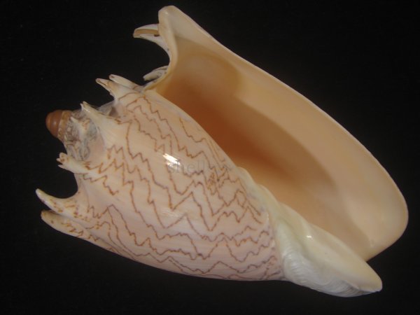 画像1: ハデミヒカリコオロギ(Cymbiola imperialis f. robinsona) (1)