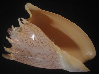 大型標本 - Kaiショップ