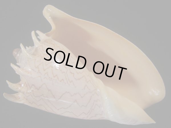 画像1: ハデミヒカリコオロギ(Cymbiola imperialis f. robinsona) 大 (1)