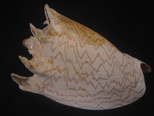 画像2: ハデミヒカリコオロギ(Cymbiola imperialis f. robinsona) 大 (2)