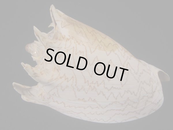 画像2: ハデミヒカリコオロギ(Cymbiola imperialis f. robinsona) 大 (2)