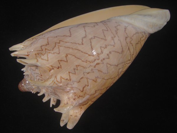 画像3: ハデミヒカリコオロギ(Cymbiola imperialis f. robinsona) 大 (3)