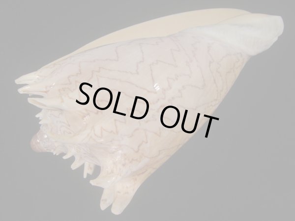 画像3: ハデミヒカリコオロギ(Cymbiola imperialis f. robinsona) 大 (3)