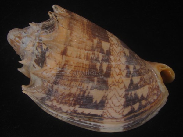 画像2: ミヒカリコオロギ(Cymbiola imperialis) 特老成　口唇超特濃色 (2)