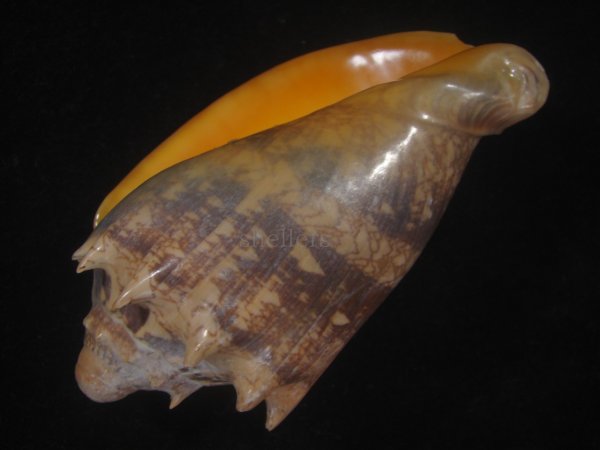 画像3: ミヒカリコオロギ(Cymbiola imperialis) 特老成　口唇超特濃色 (3)