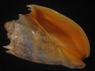 大型標本 - Kaiショップ