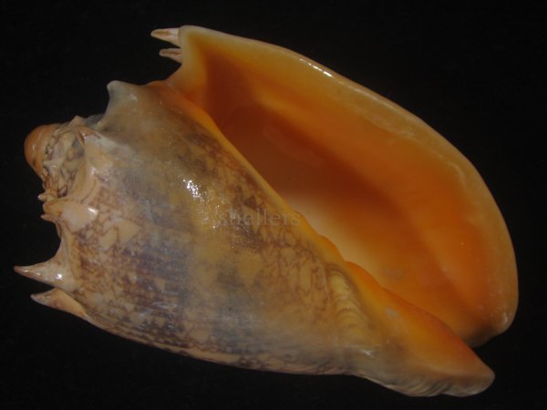 画像1: ミヒカリコオロギ(Cymbiola imperialis) 特老成　口唇超特濃色 (1)