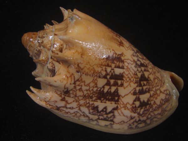 画像2: ミヒカリコオロギ(Cymbiola imperialis) 特老成　口唇超特濃色 (2)