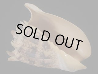 大型標本 - Kaiショップ