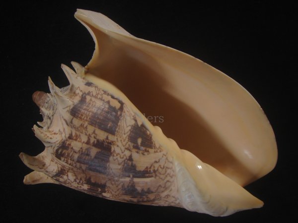 画像1: ミヒカリコオロギ(Cymbiola imperialis) 約1,255ｇ　240ｍｍ　特大 (1)