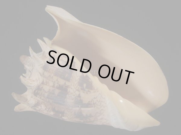 画像1: ミヒカリコオロギ(Cymbiola imperialis) 約1,255ｇ　240ｍｍ　特大 (1)