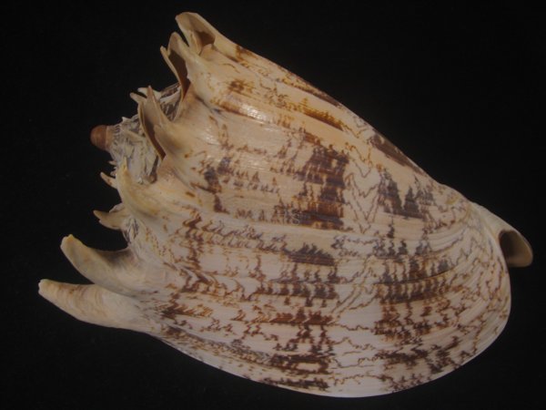 画像2: ミヒカリコオロギ(Cymbiola imperialis) 約1,255ｇ　240ｍｍ　特大 (2)