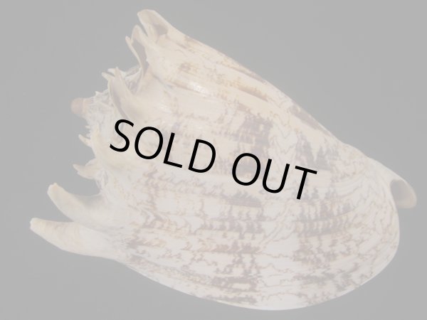 画像2: ミヒカリコオロギ(Cymbiola imperialis) 約1,255ｇ　240ｍｍ　特大 (2)