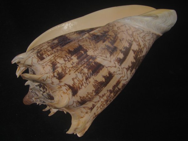 画像3: ミヒカリコオロギ(Cymbiola imperialis) 約1,255ｇ　240ｍｍ　特大 (3)