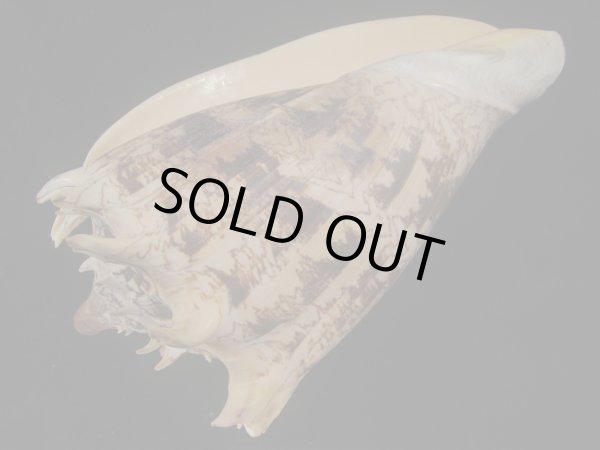 画像3: ミヒカリコオロギ(Cymbiola imperialis) 約1,255ｇ　240ｍｍ　特大 (3)