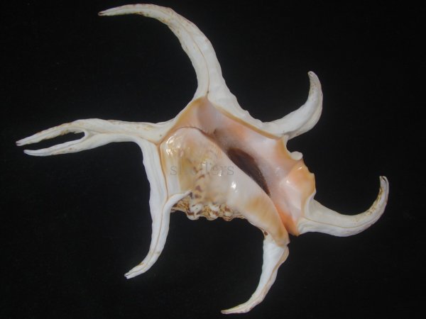 画像1: ピーススイジガイ(Harpago chiragra) 老成　特美品 (1)