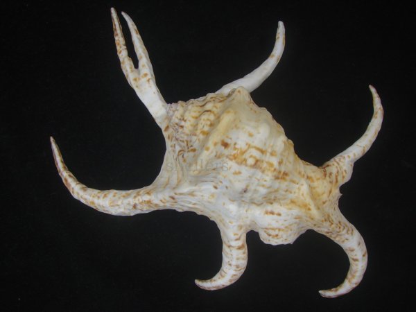 画像2: ピーススイジガイ(Harpago chiragra) 老成　特美品 (2)