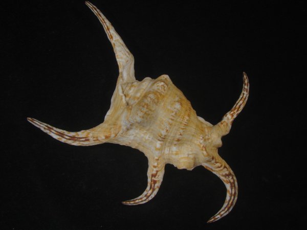 画像2: 大の字スイジガイ(Harpago chiragra) 老成　特美品 (2)