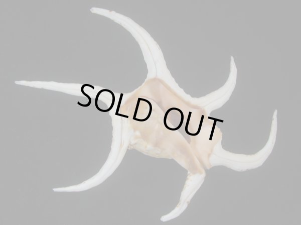 画像1: クィーンズランドスイジガイ(Harpago chiragra) 大　老成　美品 (1)