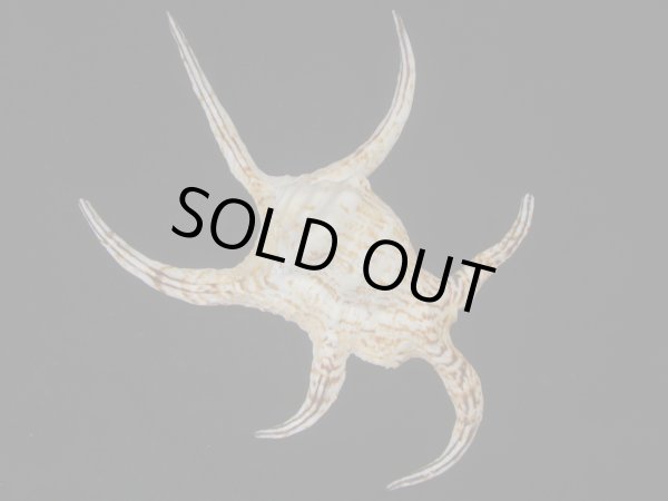 画像2: クィーンズランドスイジガイ(Harpago chiragra) 大　老成　美品 (2)