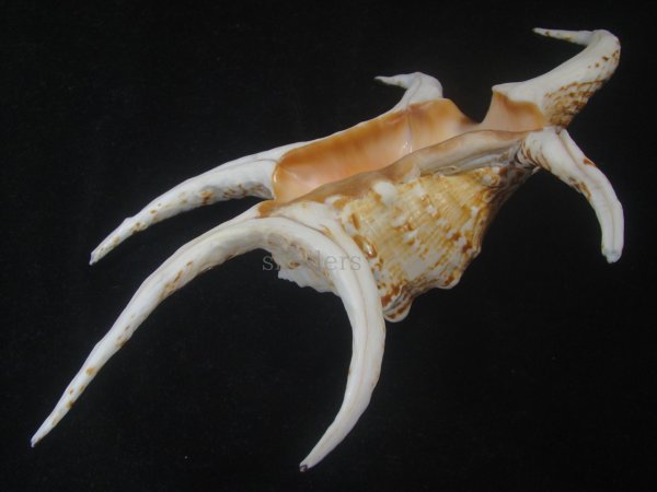 画像3: クィーンズランドスイジガイ(Harpago chiragra) 大　老成　美品 (3)