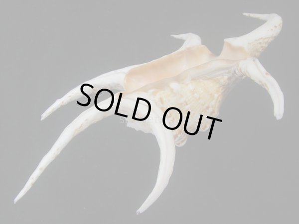 画像3: クィーンズランドスイジガイ(Harpago chiragra) 大　老成　美品 (3)