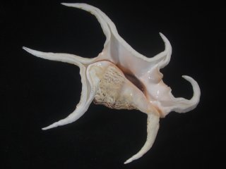 貝　標本　カブトソデガイ　超大型２１㎝ 貝 標本 カブトソデガイ 超大型21㎝ 貝 標本 カブトソデガイ 超大型