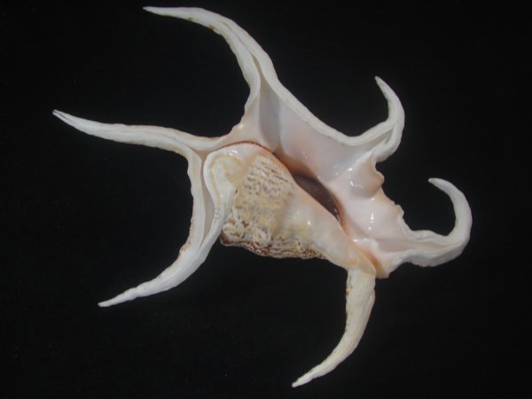 画像1: スイジガイ(Harpago chiragra) 大　老成　特美品 (1)